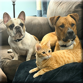 Pet photo magnet example